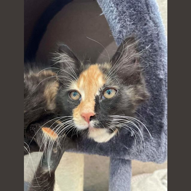 Photo of Aleasha