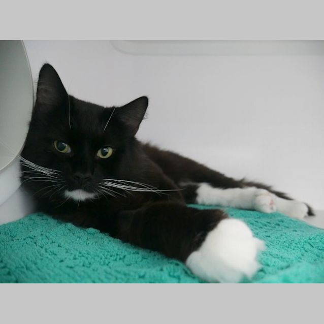 Photo of Pixie Sua009276