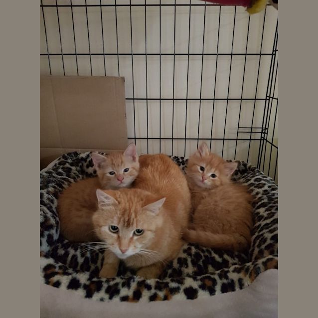 Photo of Barry**2nd Chance Cat Rescue**