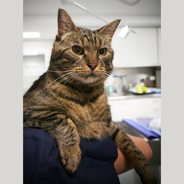 Photo of Shadow Sta006182