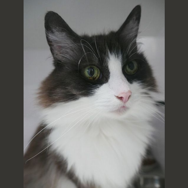 Photo of Toothpick And Davie Sua009263 & Sua009266