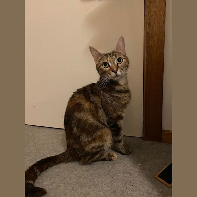 Photo of Sabrina**2nd Chance Cat Rescue**