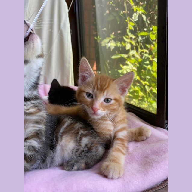 Photo of Morgan**2nd Chance Cat Rescue**