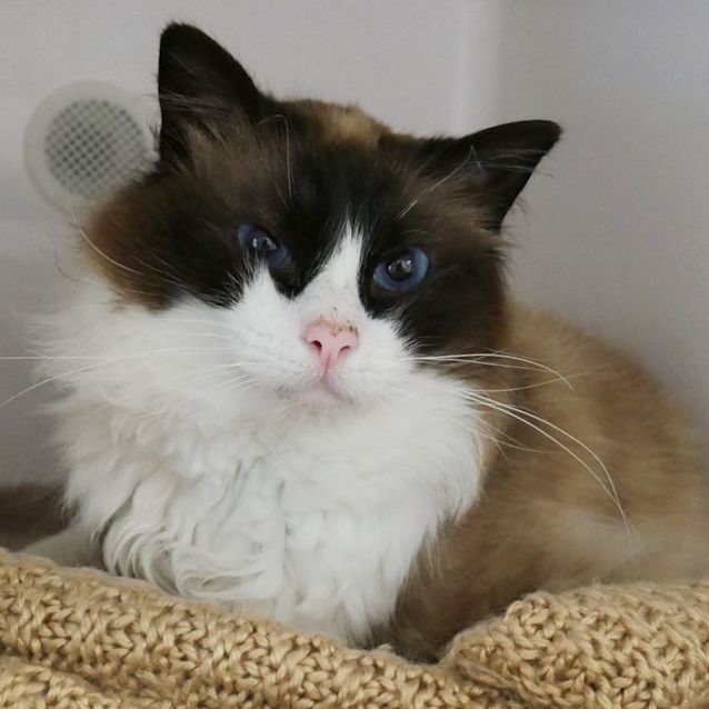 Photo of Henry Sua009448