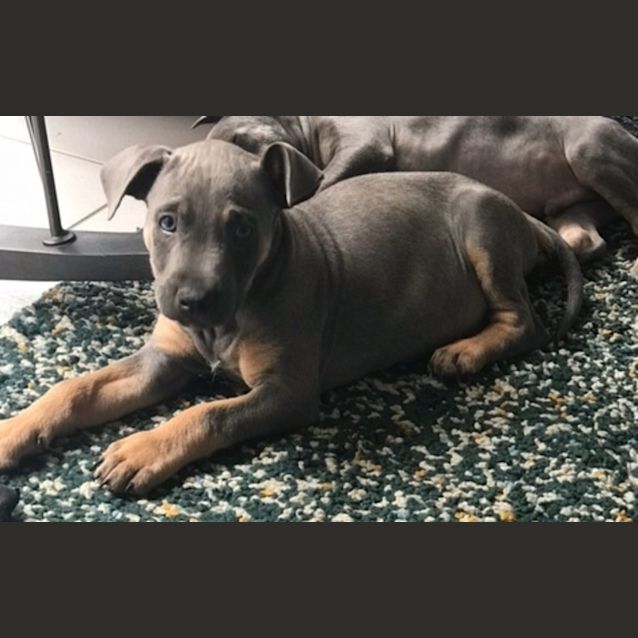 Photo of Scout (Was Bruce)