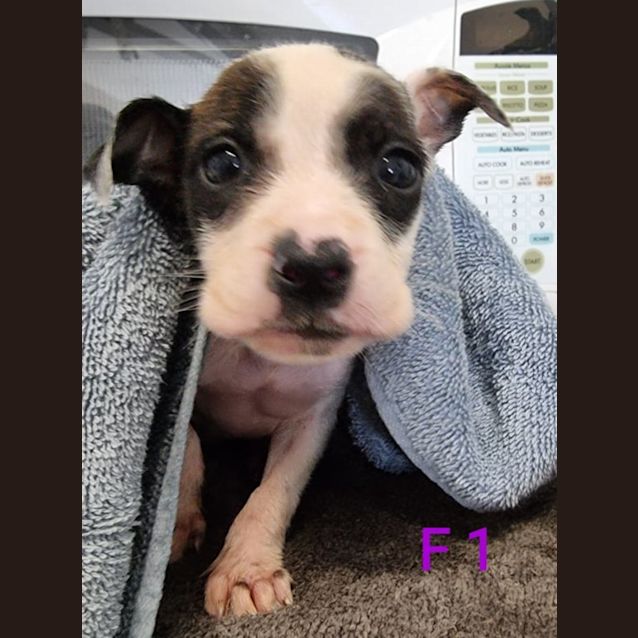 Photo of Tilly