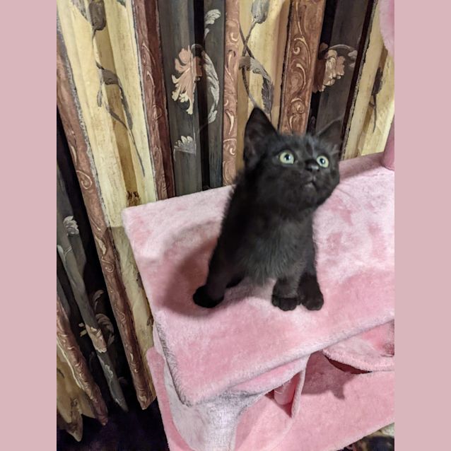 Photo of Tikket