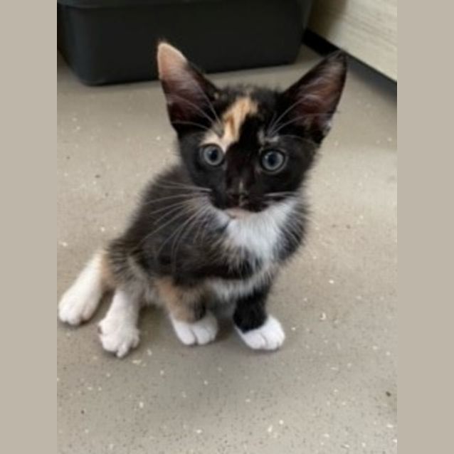 Photo of C954 Dancer