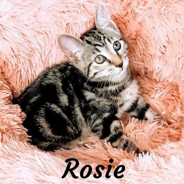 Photo of Beautiful  Kittens