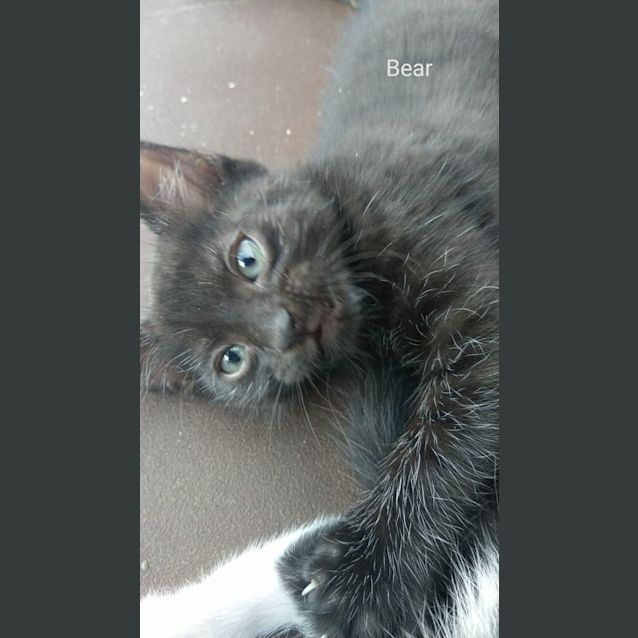 Photo of Beautiful Kittens Ready For Adoption