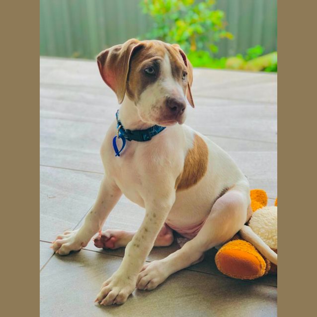 Photo of Honey ~ Bull Arab X Puppy(on Trial 13/1/22)