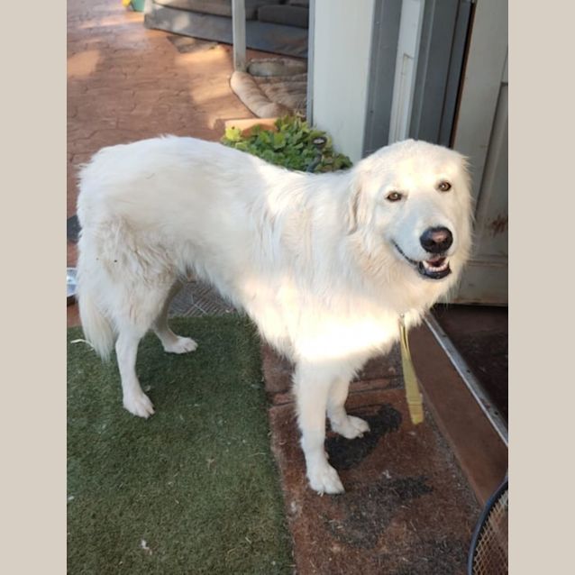 Photo of Max The Maremma