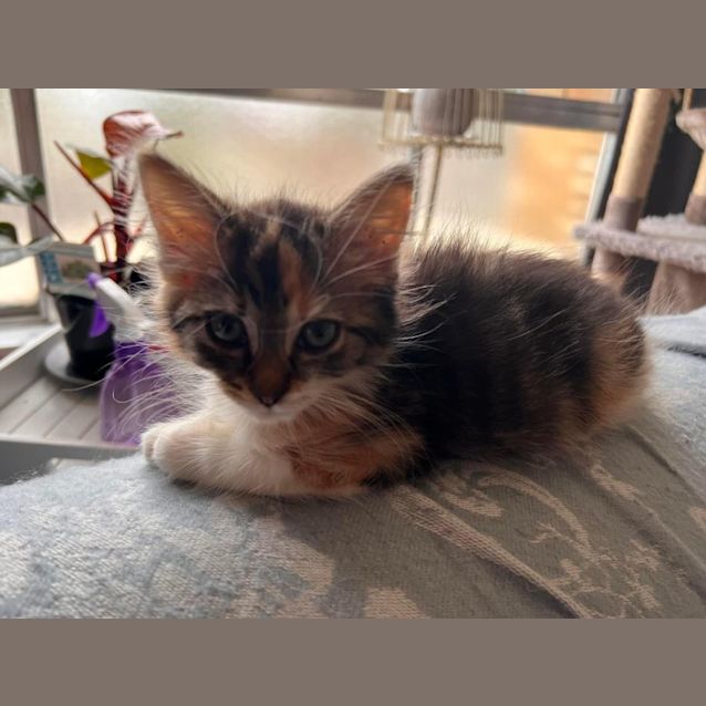 Photo of Ginger