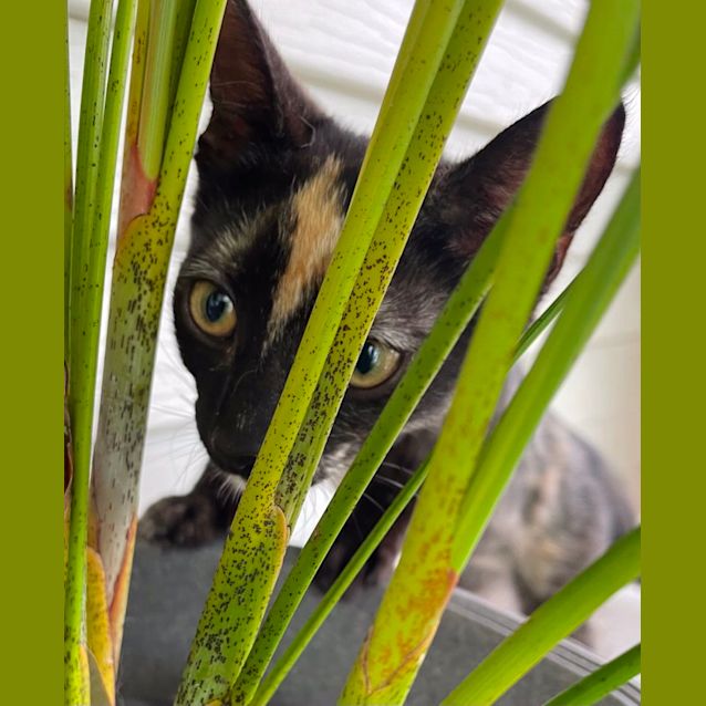 Photo of Kittens X 4