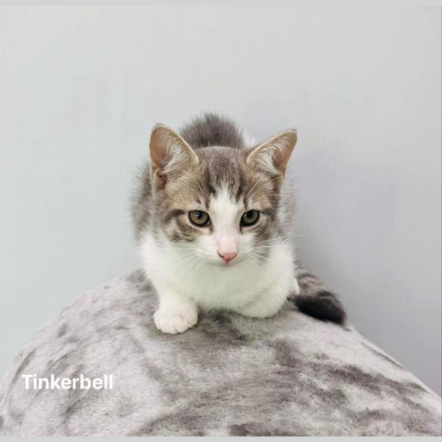Photo of Tinkerbell
