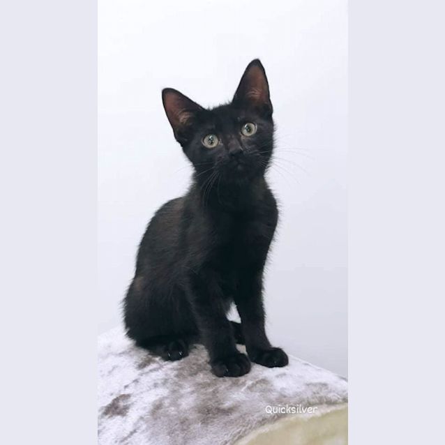 Photo of Quicksilver