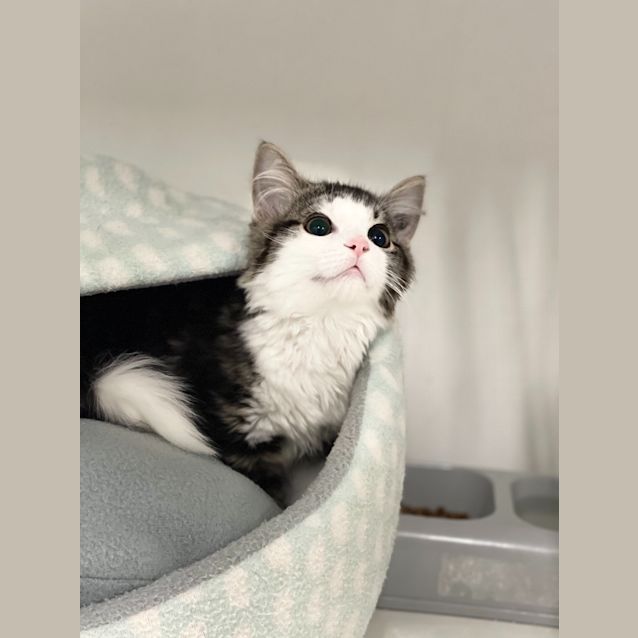 Photo of Bobbles