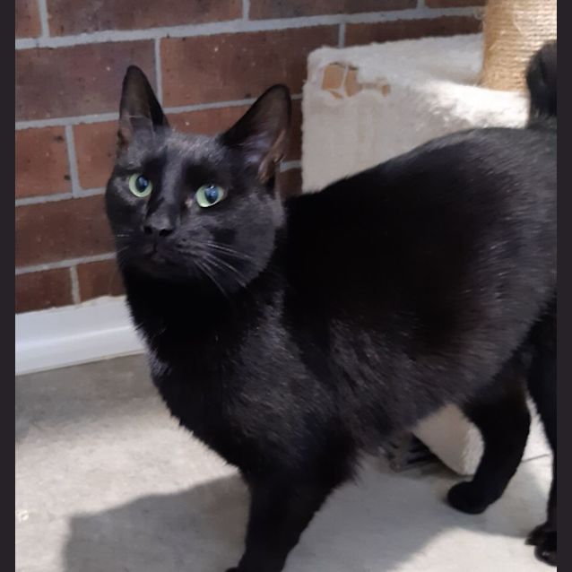 Photo of Kitoo