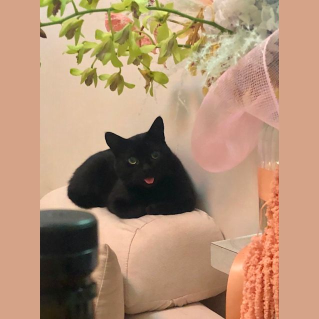 Photo of Sir Puddin'