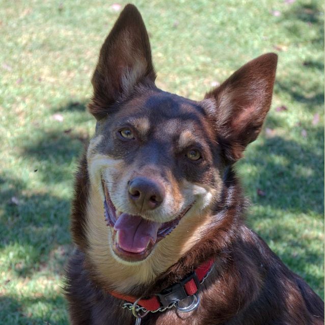 Photo of Aussie