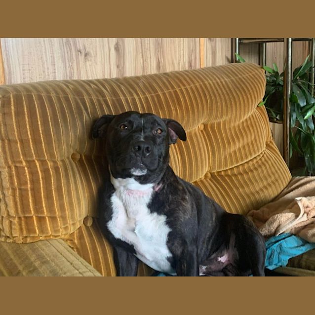 Photo of Dozer