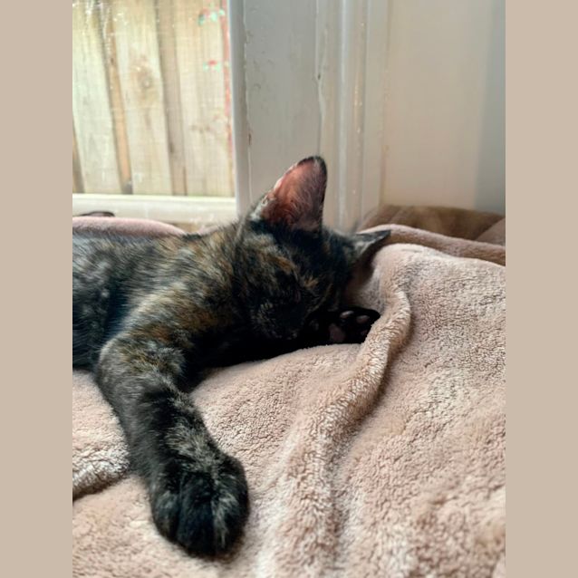 Photo of Georgie