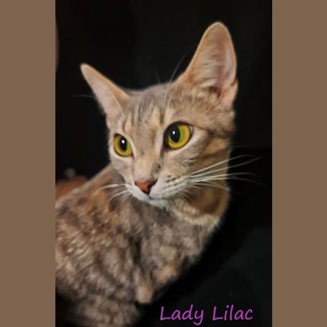 Photo of Lady Lilac