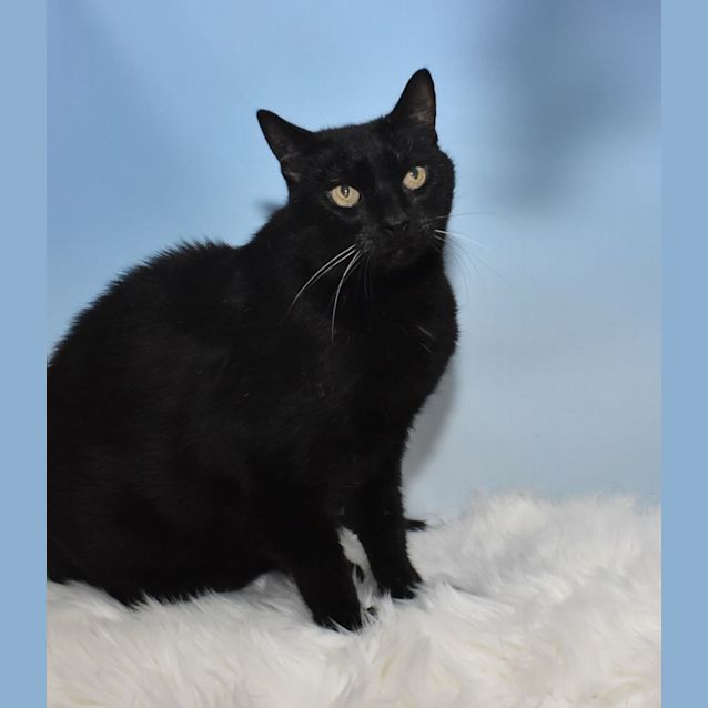 Photo of Eddie & Emily (Dual Adoption)