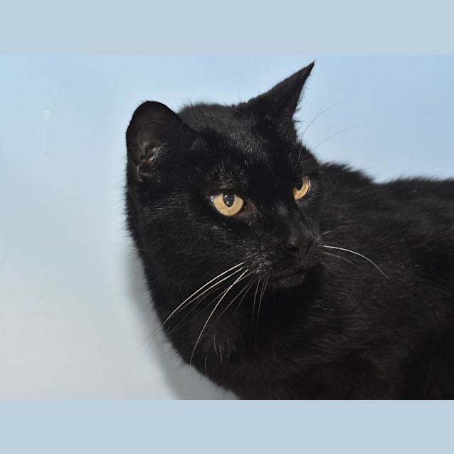 Photo of Eddie & Emily (Dual Adoption)