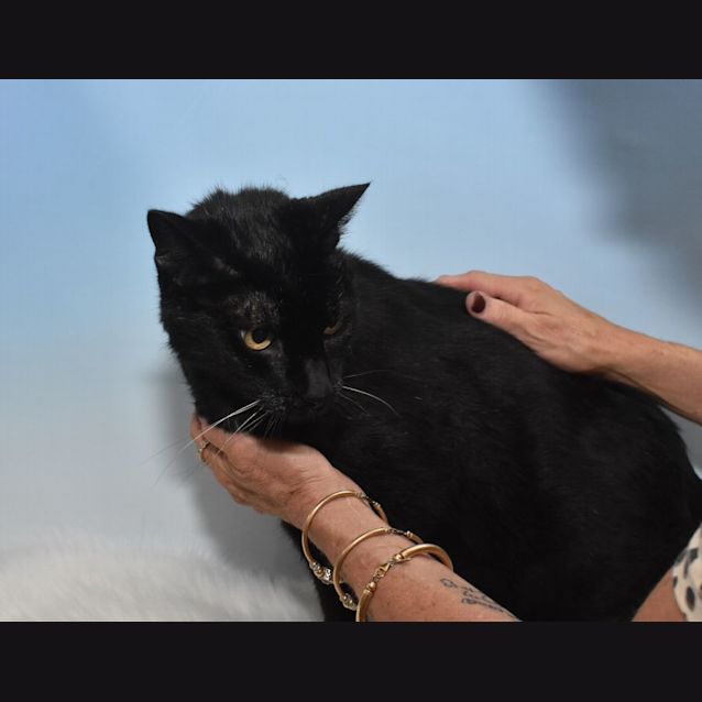 Photo of Eddie & Emily (Dual Adoption)