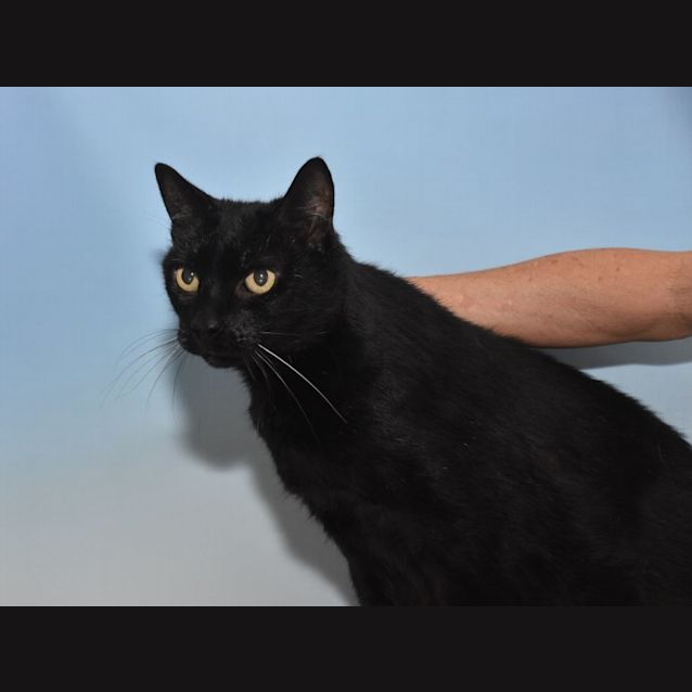 Photo of Eddie & Emily (Dual Adoption)