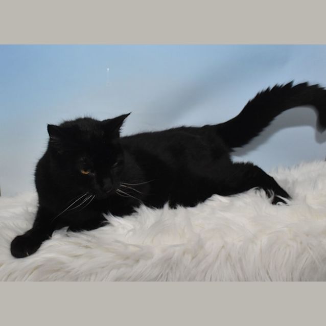 Photo of Eddie & Emily (Dual Adoption)