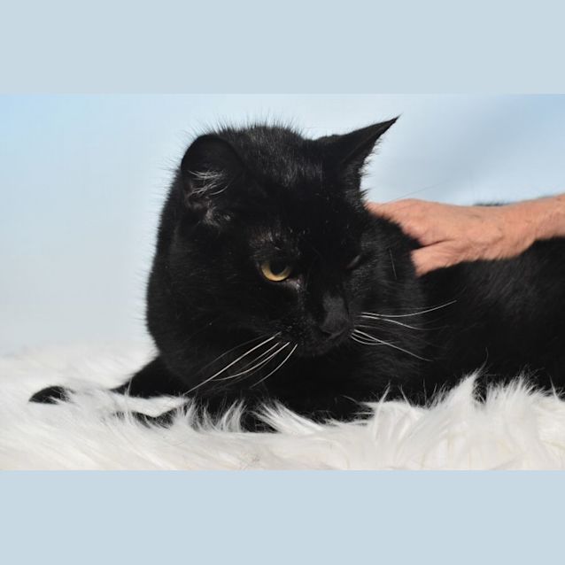 Photo of Eddie & Emily (Dual Adoption)