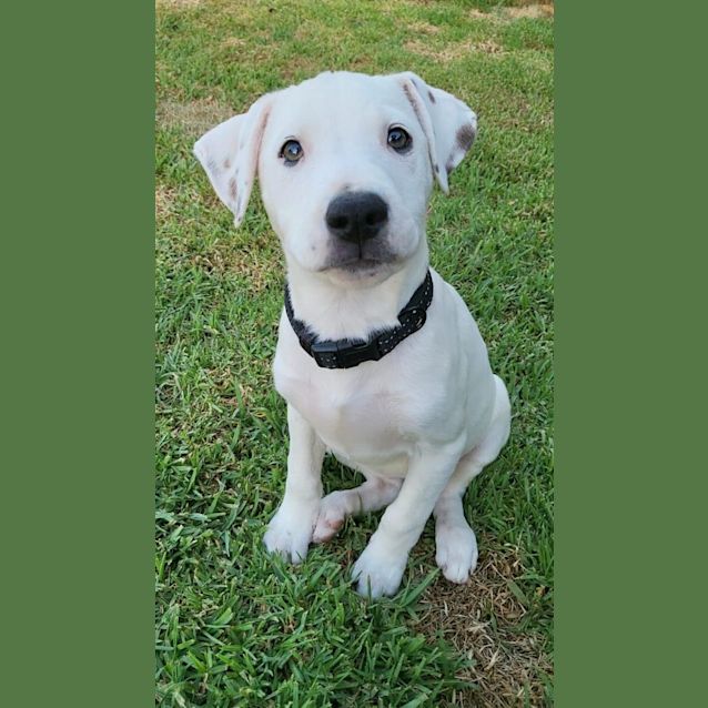 Photo of Puppy Pearl Dl2763