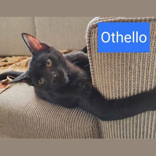 Photo of Othello