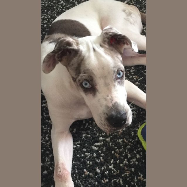 Photo of Zelda 