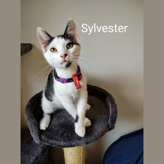 Photo of Sylvester