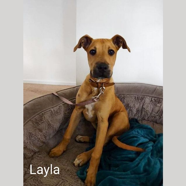 Photo of Layla