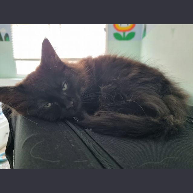 Photo of Atlas & Orbit