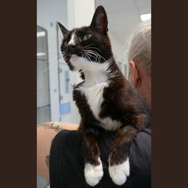 Photo of Sooty Sta009284