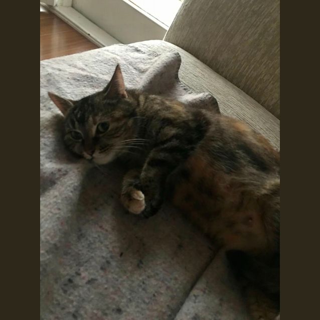 Photo of Miso