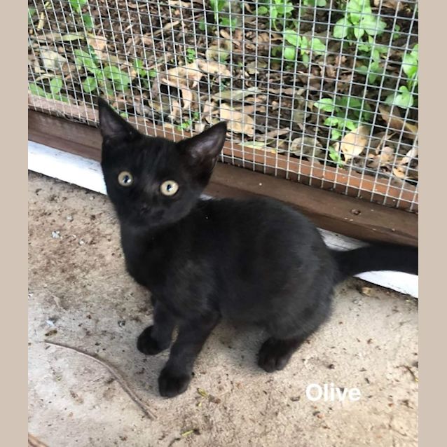 Photo of Olive