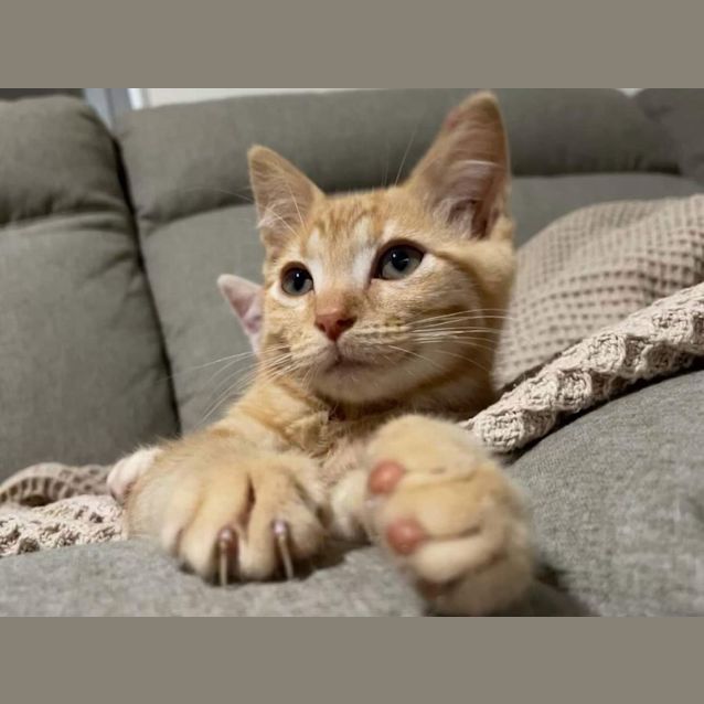 Photo of Millhouse 🐈