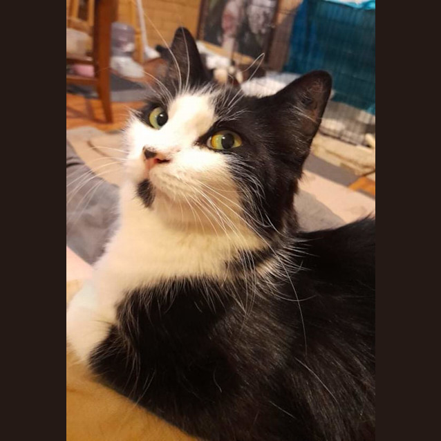 Photo of Misty And Banjo (Mother And Son)