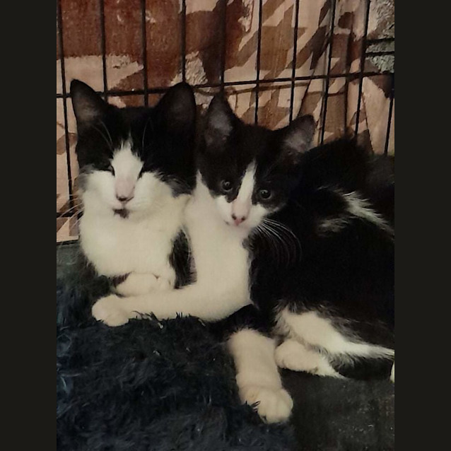 Photo of Misty And Banjo (Mother And Son)