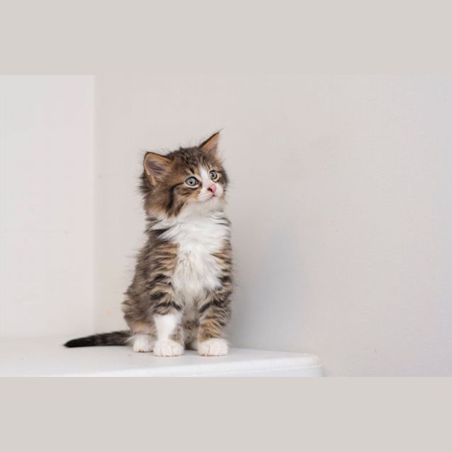 Photo of Hege**2nd Chance Cat Rescue**