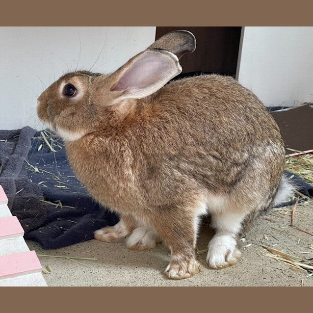 Photo of Harold