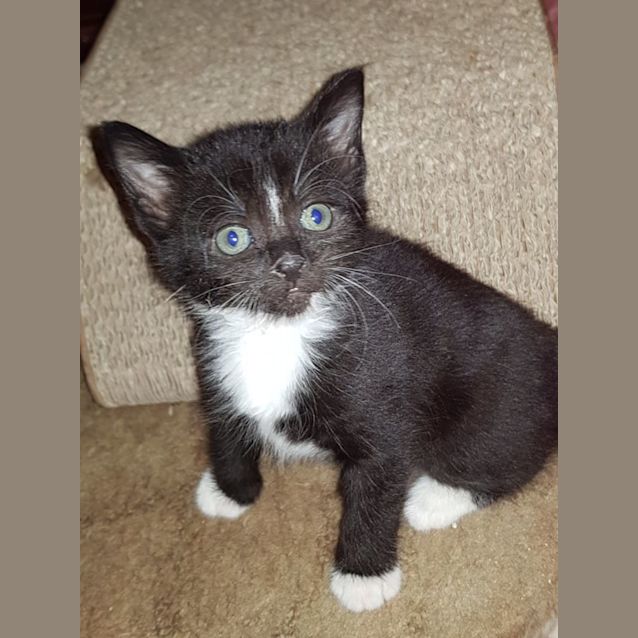 Photo of Jaxon**2nd Chance Cat Rescue**
