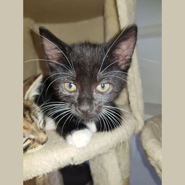 Photo of Jimmy**2nd Chance Cat Rescue**