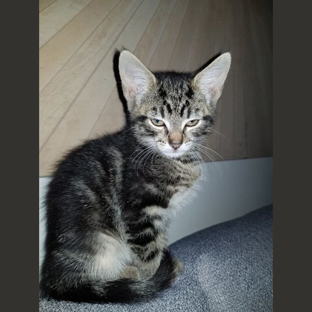 Photo of Juan**2nd Chance Cat Rescue**